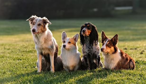 Kimin kızı en akıllıymış?