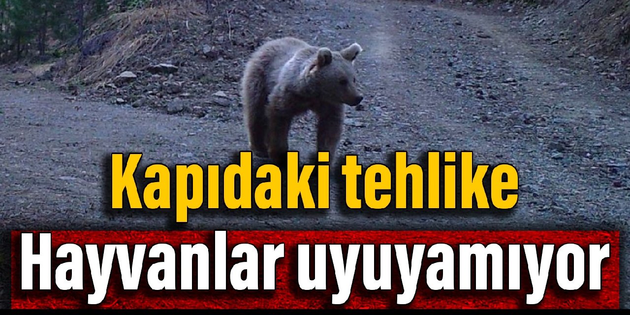 Kapıdaki tehlike: Hayvanlar uyuyamıyor