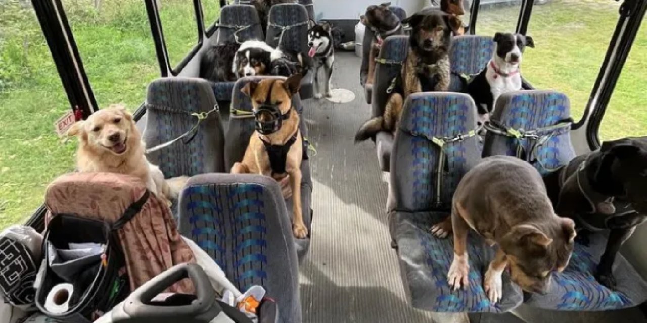 TikTok bunu konuşuyor: Köpek otobüsü