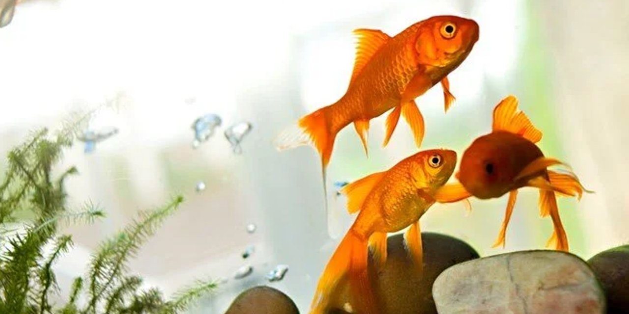 Balıklar sahiplerinin kredi kartıyla alışveriş yaptı