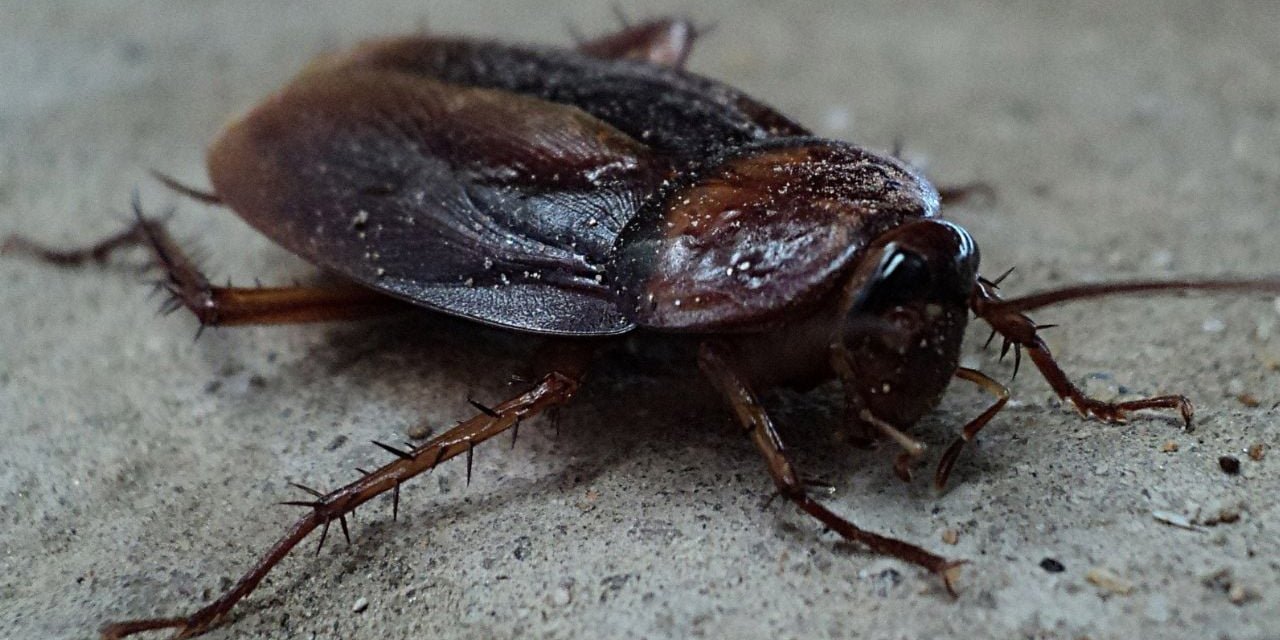 Gereksiz kimyasallar olmadan karıncaları ve hamamböceklerini evden uzaklaştıran yöntem