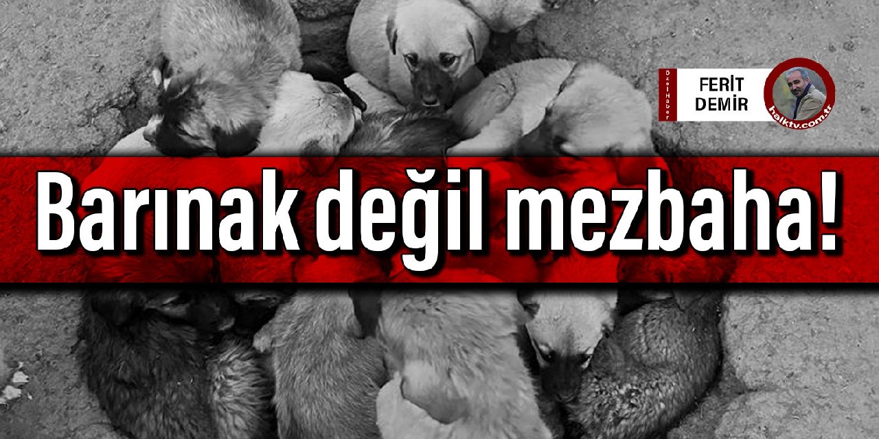 Erzincan'da köpek katliamı: Barınak değil mezbaha!