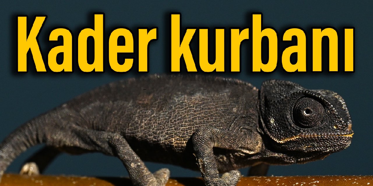 'Kızgın kumlardan' dondurucu Van'a... Yavru bukalemunun ibretlik yolculuğu