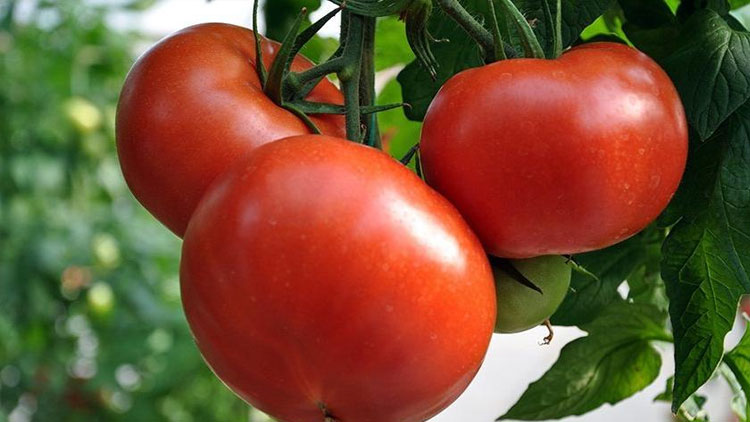 Rusya’ya domates ihracatında gelişme!