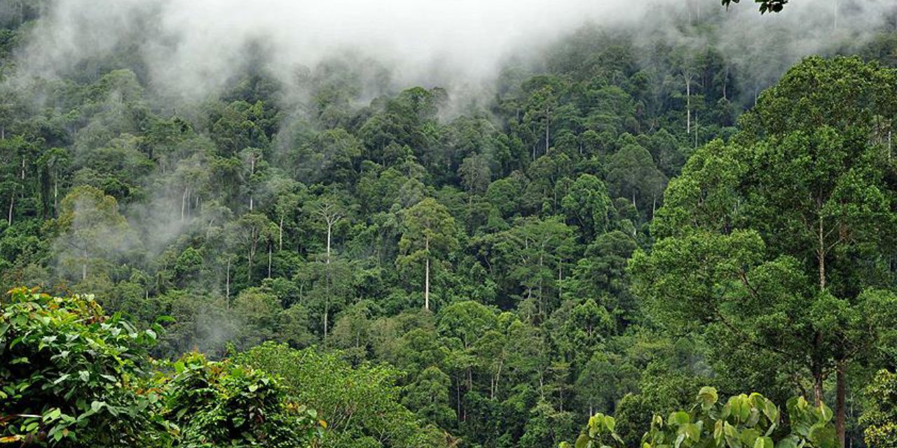 Amazon ormanlarının 3'te 1'i yok oldu