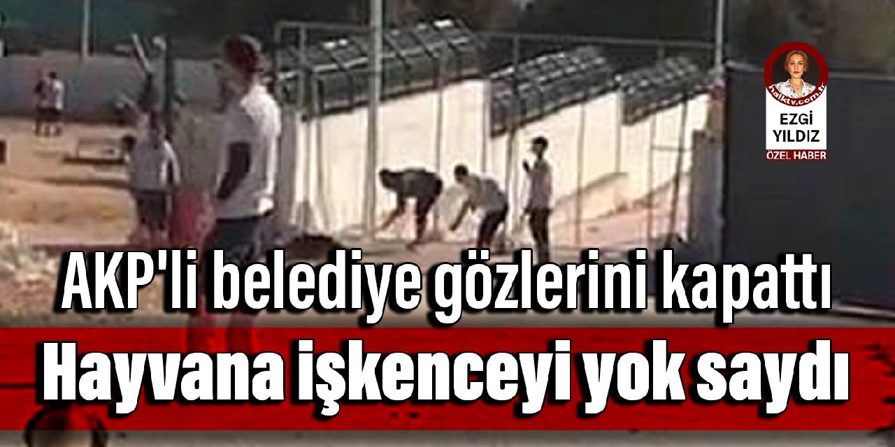 AKP'li belediye gözlerini kapattı: Hayvana işkenceyi yok saydı