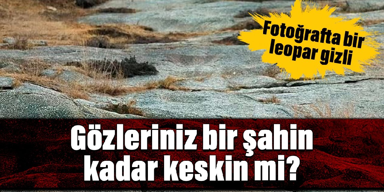 Sadece şahin gibi keskin gözleri olanlar fotoğraftaki leoparı bulabiliyor, haydi deneyin!
