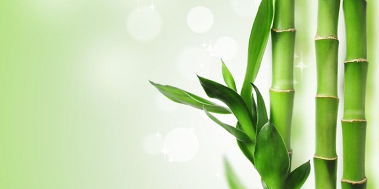 Evinize şans getirdiğine inanılan bambular, gerçekten şans getiriyor mu?