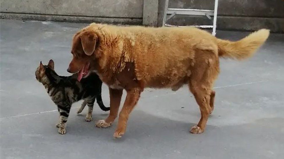 Dünyanın en yaşlı köpeği Bobi'yle tanışın