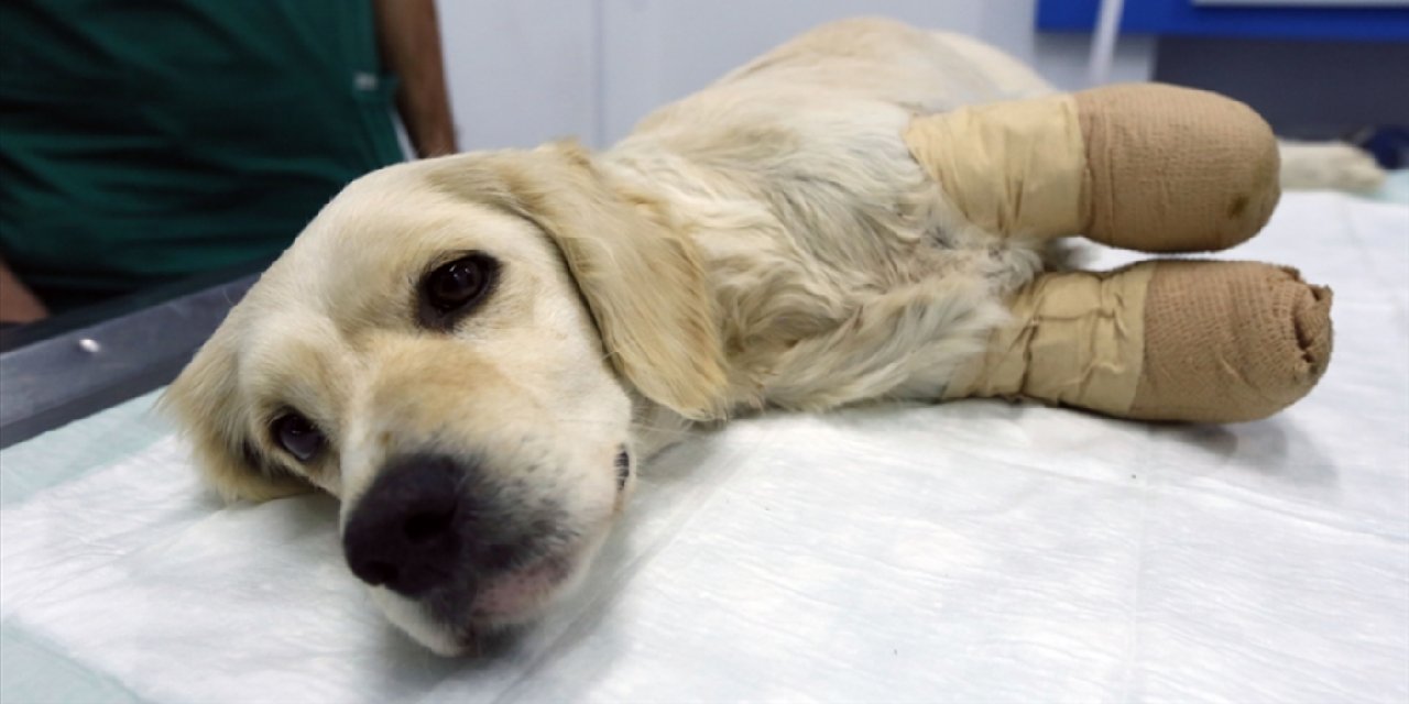 MHP'li başkan yardımcısından 'sokak hayvanlarını öldürün' çağrısı