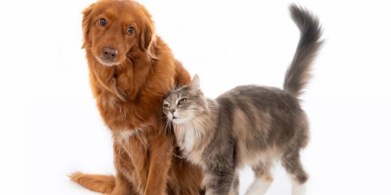 Olası bir depremde evcil hayvanınız için neler yapabilirsiniz?