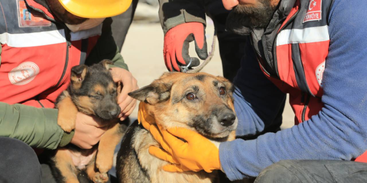 124'üncü saatte anne köpek ve 2 yavrusu enkazdan kurtarıldı