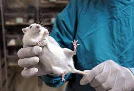 Artık ilaçların insan denemelerinden önce hayvanlar üzerinde test edilmesi gerekmeyecek