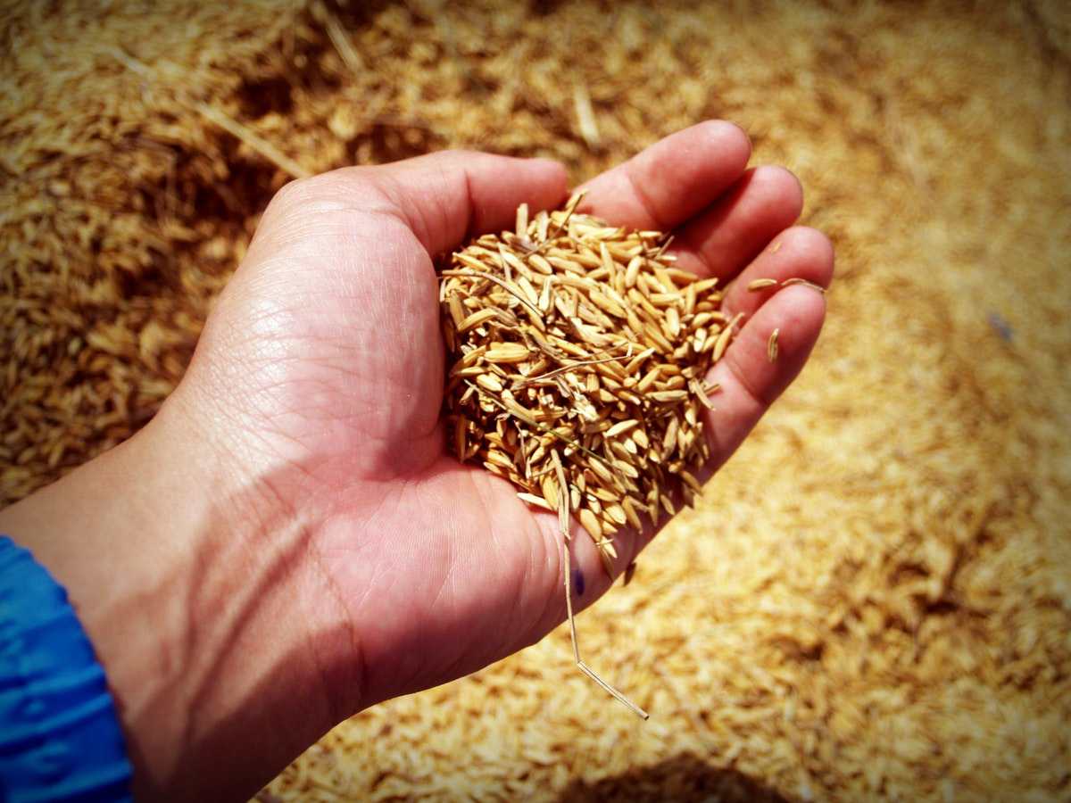 Çiftçinin Fiyat Kaygısı Sürüyor: CHP'li Gürer Buğday Taban Fiyatının 15 Lira Olmasını İstedi