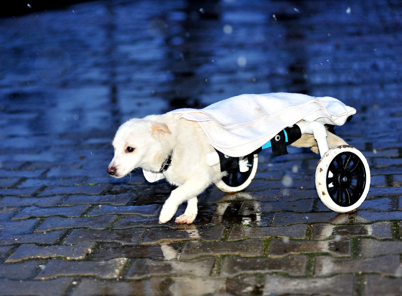 İçimizi ısıtan bir haber, tesisat borularından Pamuk'a yürüteç yaptı