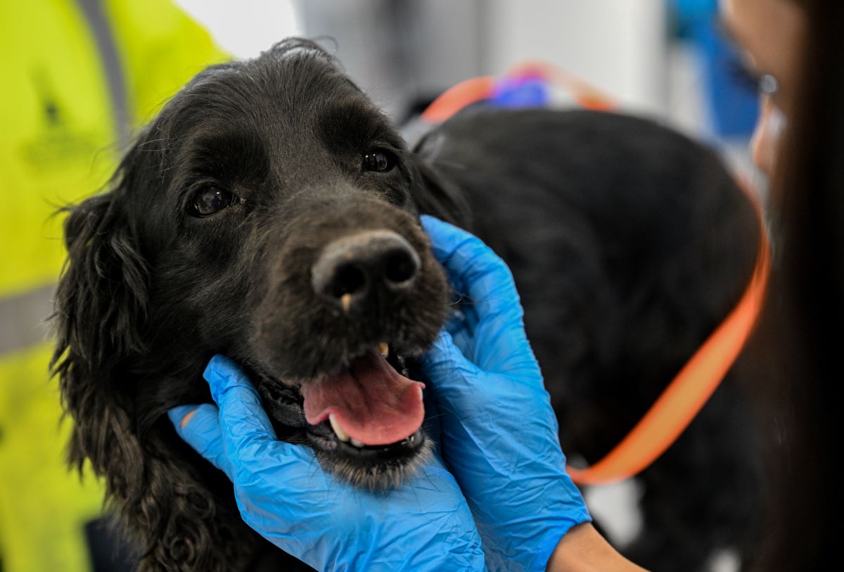 Enkazdan kurtarıldılar! Can yoldaşınız onlardan biri olabilir