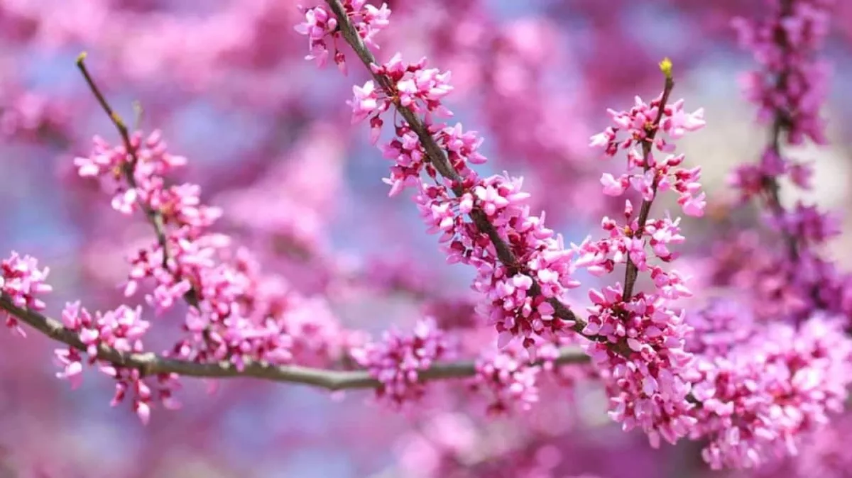 1. cemre düştü mü, ne zaman düşüyor? İlk cemre havaya hangi tarihte düşer? İşte 2023 cemre takvimi