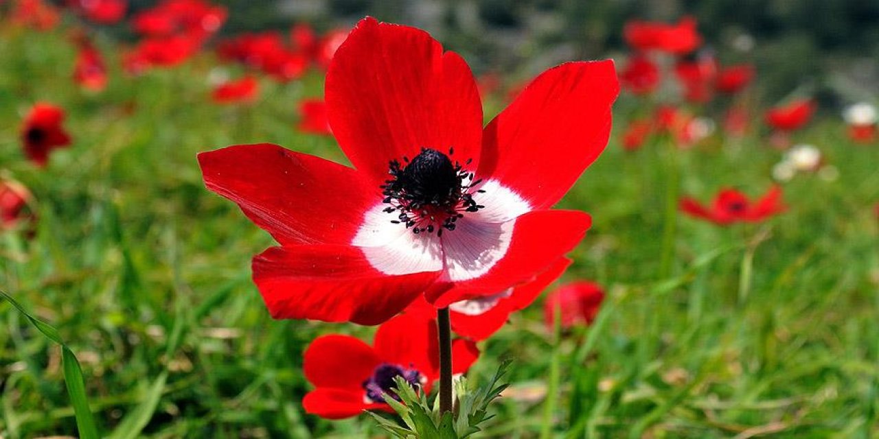 Cemre düştü mü? Cemre ne zaman düşer? İlk cemre ne zaman düşecek? Cemre nedir cemre tarihleri 2023