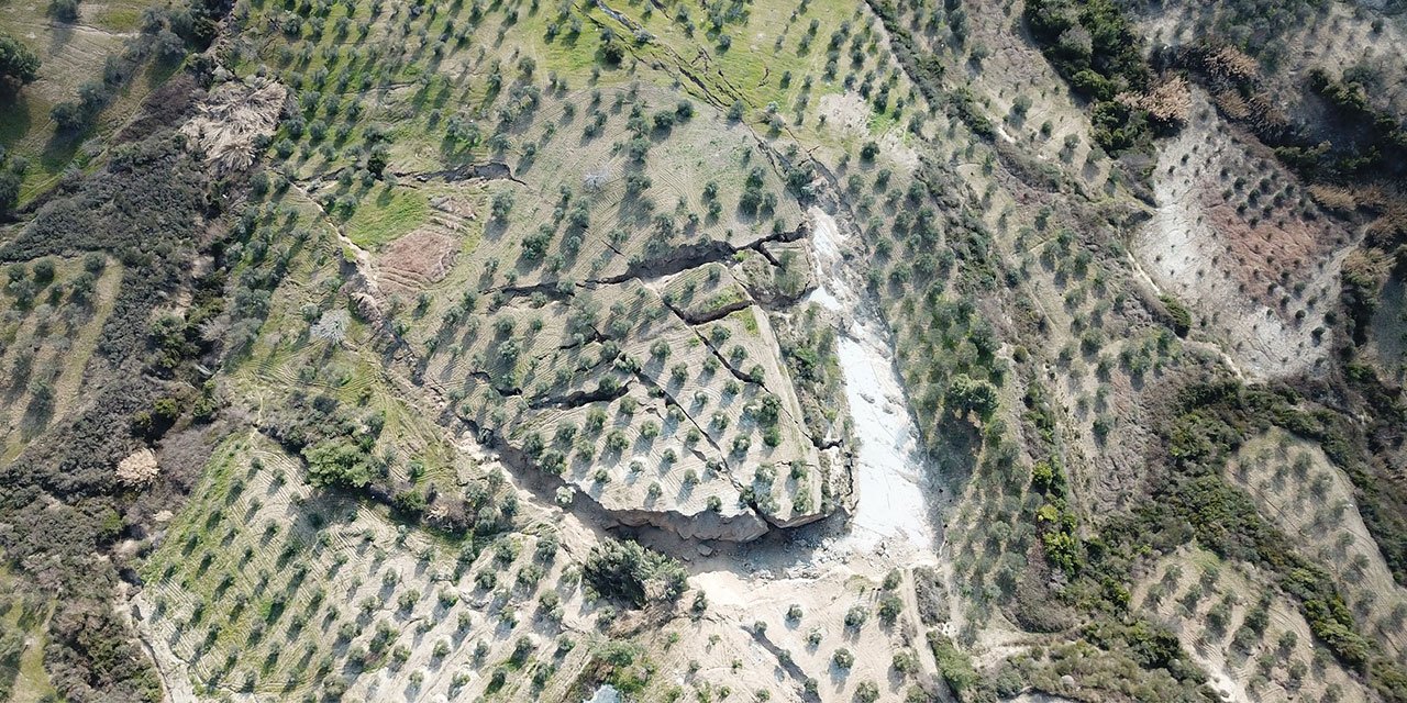 Zeytin bahçesinde deprem sonrası dev yarıklar! Ağaçlar toprağa gömüldü