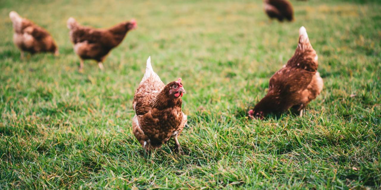 Tavuk ,İpek Yolu'nun Yumurtalı Yolcusu : Tavuğun Evcilleşmesi Küreselleşmenin İlk Adımı