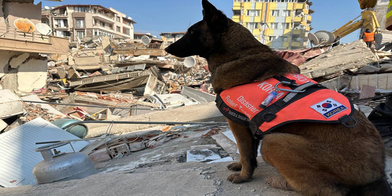 Enkazda canlı bulamayan köpekler psikolojik çöküş yaşadı