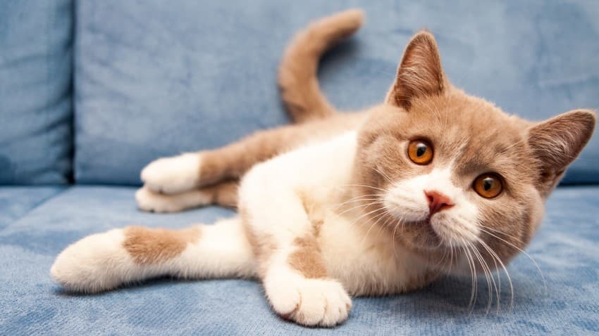 Kedilere ve yavru kedilere parazit  tabletleri ne sıklıkla verilmeli? Enfeksiyon belirtileri ve önleyici tedbirler