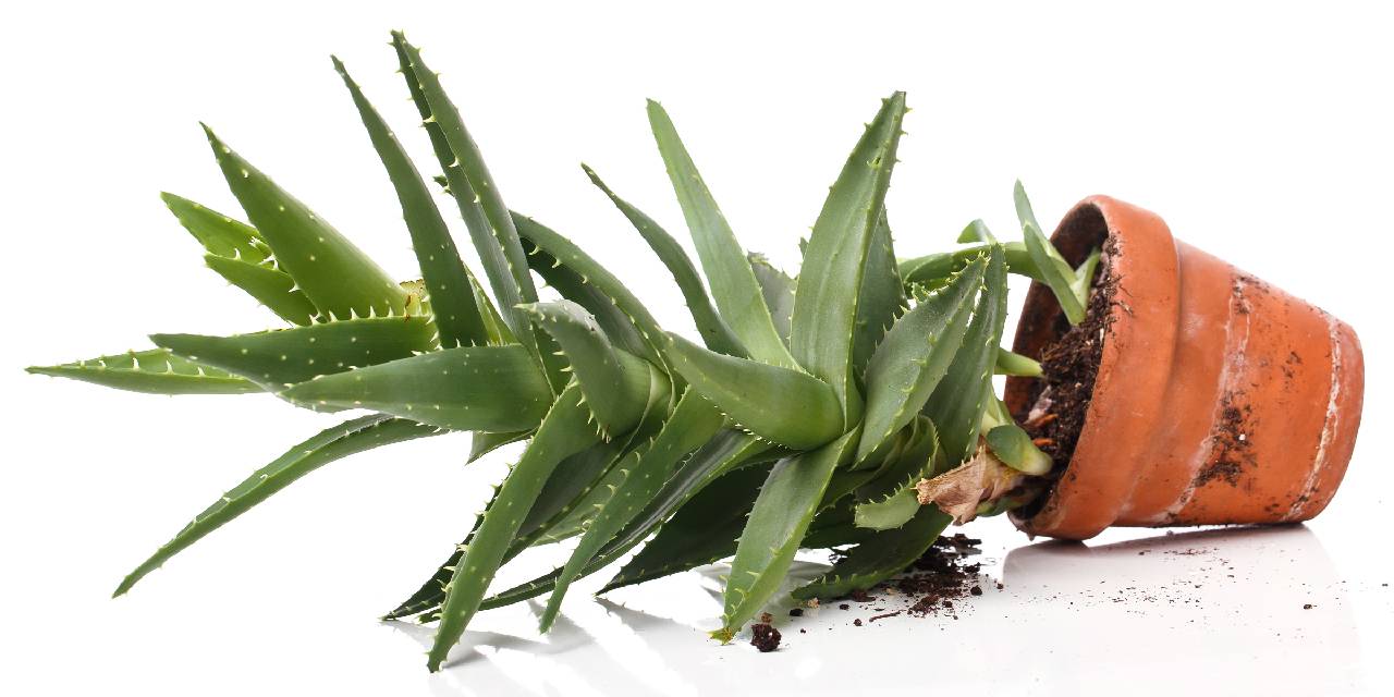 Aloe veranızı ilk günkü canlılığına kavuşturun: Solmaya başlayan aloe vera bitkisini canlandırmak için neler yapılabilir?