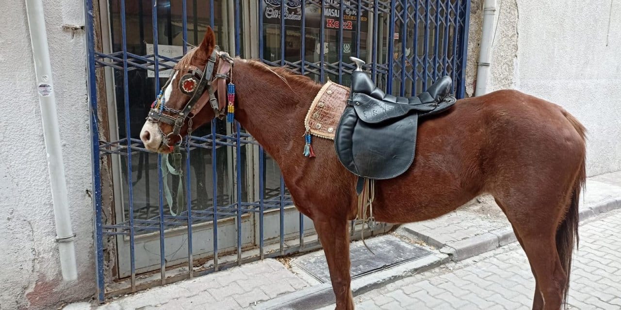 Atıyla dolaşan kişiye 'ters yönde araç kullanma' cezası