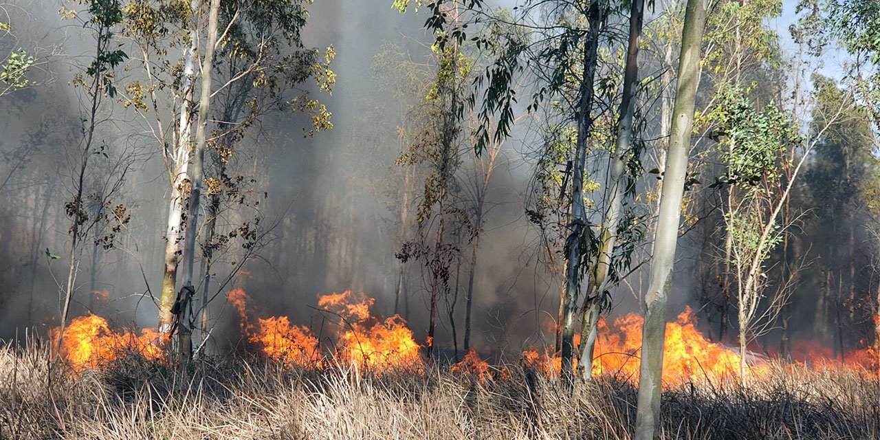 Depremden sonra Mersin'de şimdi de orman yangını: Rüzgarın etkisiyle büyüyor