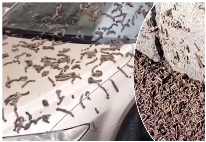 Şemsiye dayanmıyordu, Çin'deki solucan yağmurunun nedeni ortaya çıktı