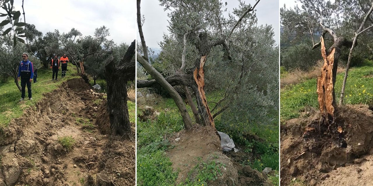Zeytin ağacı ikiye bölünmüştü! Nedeni ortaya çıktı: Deprem değil