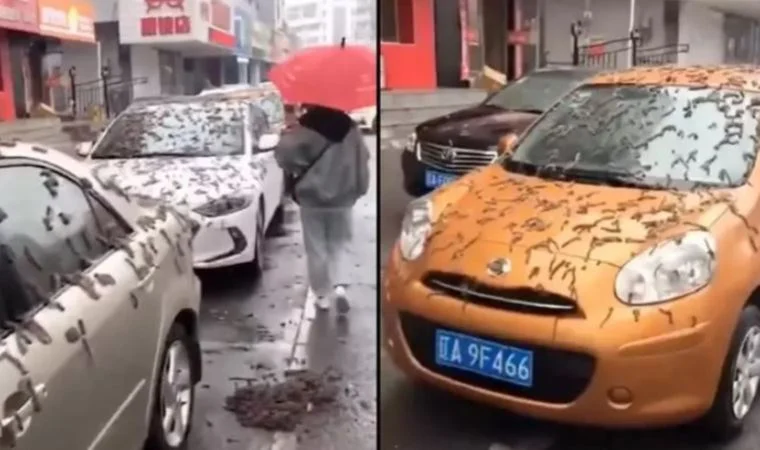 Gökten yağan ve kullanıcıların solucan olduğunu iddia ettiği şeyler kavak çiçeği sapı çıktı