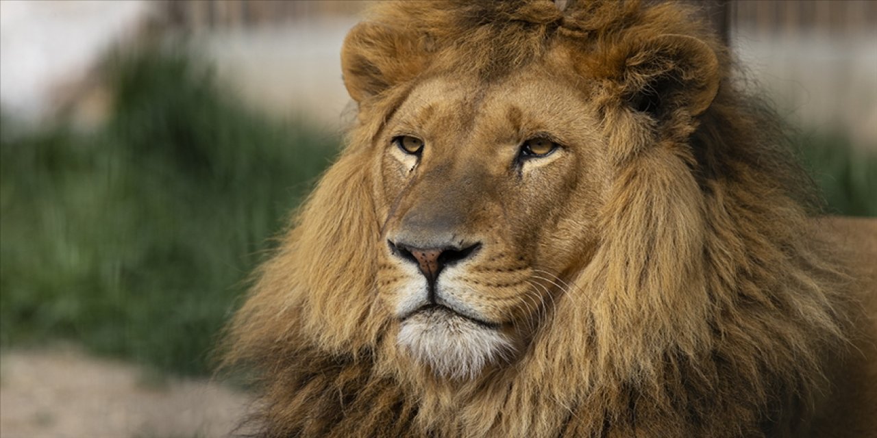 "Serengeti'nin kralı" Bob Junior öldürüldü