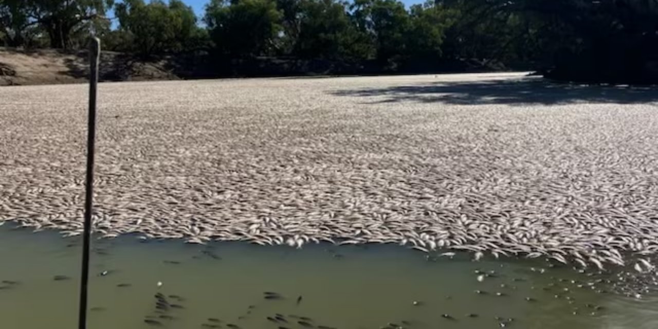Avustralya'da ölü balık krizi: Hükümet nedenini araştırıyor