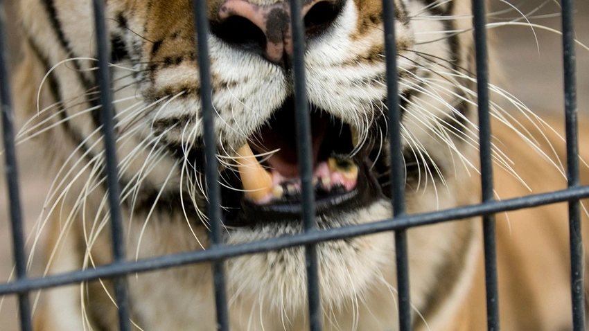 Hayvanat bahçesi personeli, yırtıcı kaplanın kafesine gittiklerinde gördükleri tablo sonrası hemen müdürlerini aradılar