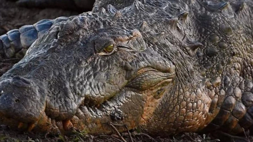 Koca bir bölgede herkes evlerinde diken üstündeydi... Herkes 400 kiloluk dev canavardan korkuyordu... İşte yakalanma anları