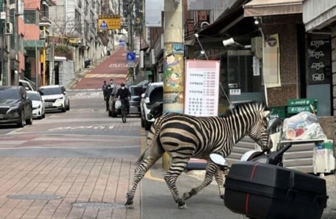 Hayvanat bahçesinden kaçan zebra, Seul sokaklarını böyle turladı