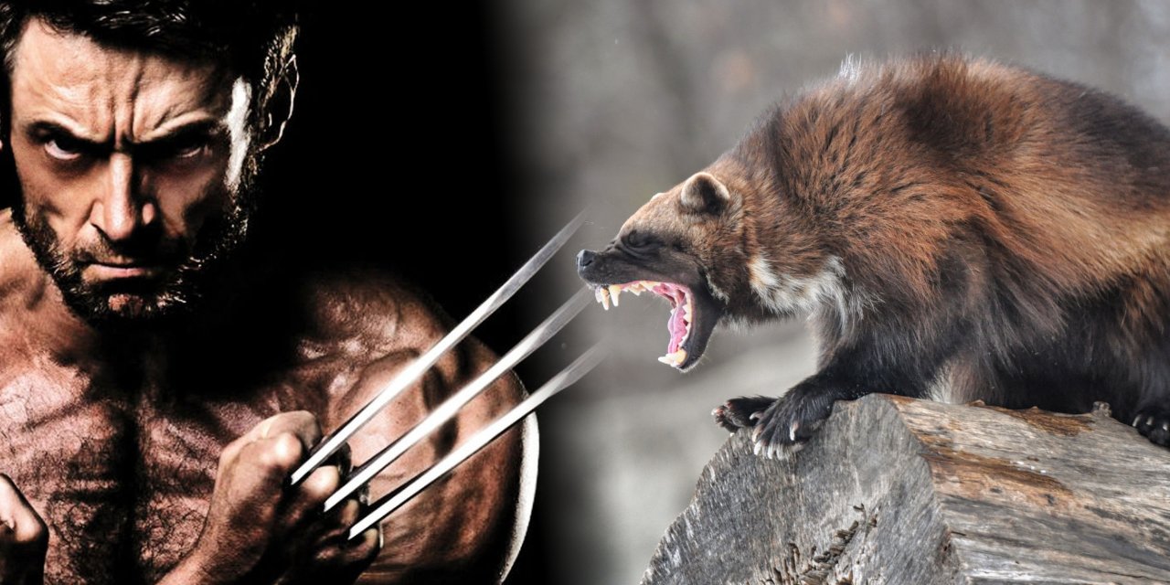 Wolverine olarak bilinen kutup porsuğu kameralara yakalandı. 30 yıl sonra ilk kez görüntülendi.