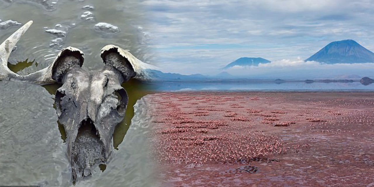 Dünyanın en ölümcül gölü: Dokunan "taşa dönüştü"