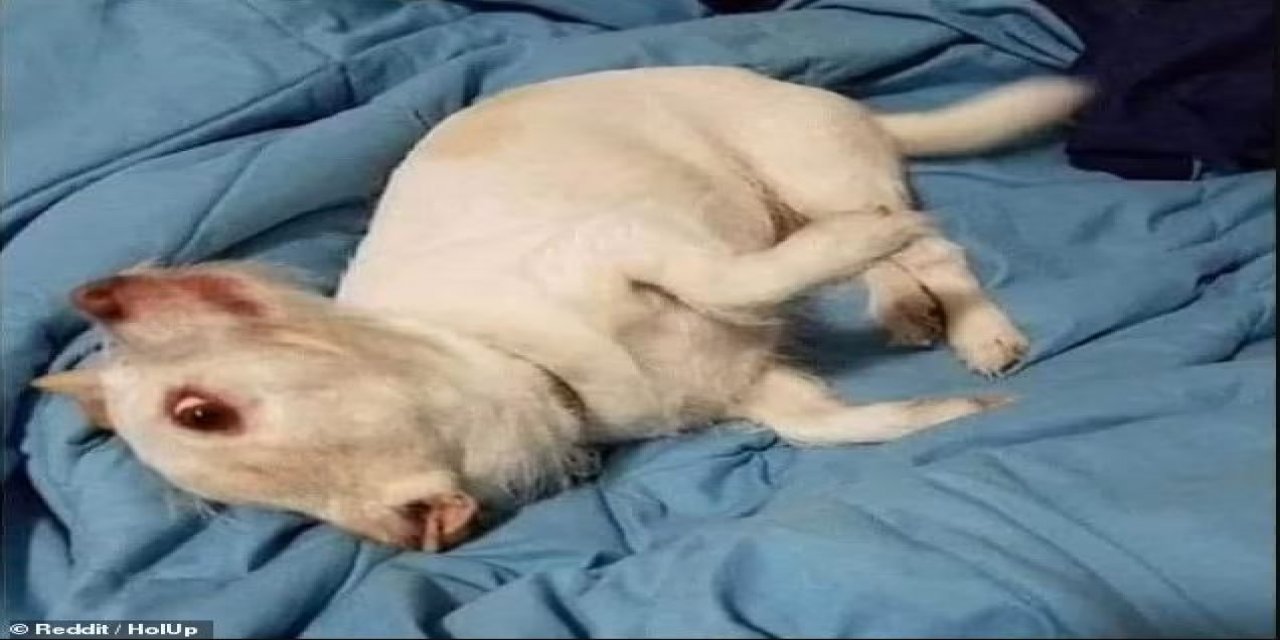 Köpek mi domuz mu? O da ne Allah aşkına? Bir gören, dönüp dönüp bakıyor!