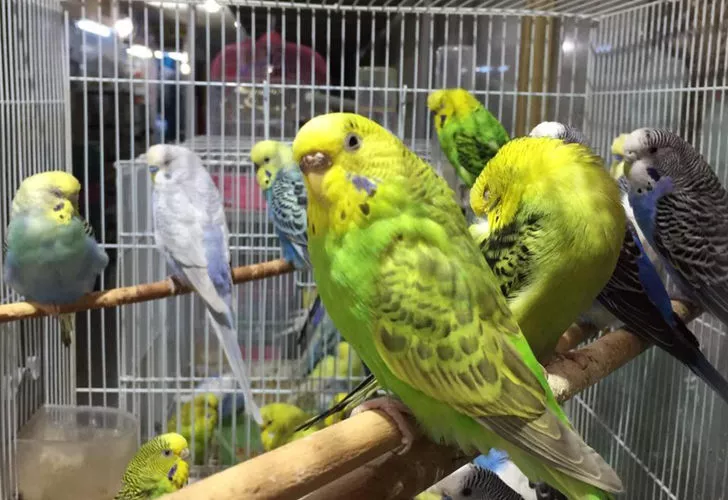 Depremi önceden haber verdiğine inanıyorlar! Satışlarında büyük artış oldu… Yok satıyor...