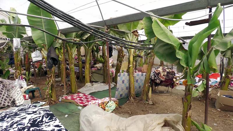 Mahsun Kırmızıgül duyurmuştu; hâlâ çadır tahsis edilmeyen 100'den fazla kişi muz serasında kalıyor