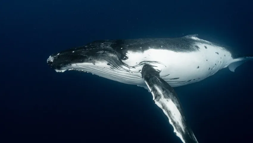 İnsan ömrünü uzatmanın sırrı balinalarda mı saklı? İnsanın ömrü 200 yıla kadar çıkartmak mümkün mü?