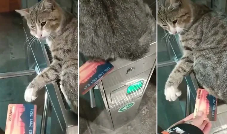 İstanbul metrosundaki gergin kedi sosyal medyanın gündeminde