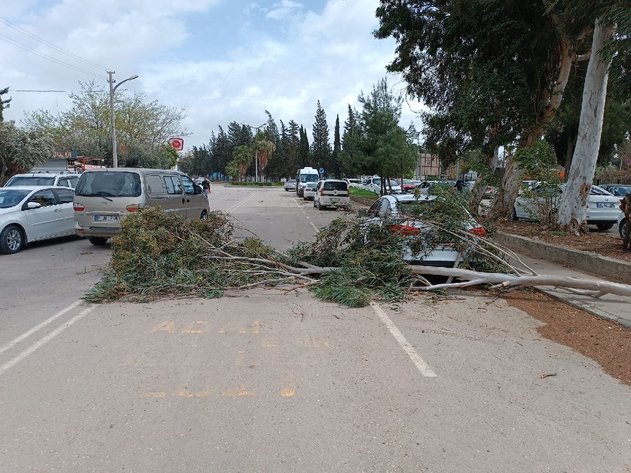 Adana’da fırtına ağaçları devirdi