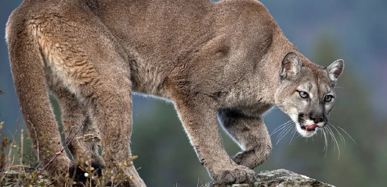 Orman parkındaki evinde, Jakuzide eşiyle birlikte keyif yapan adam, kafasında birden bir pençe hissetti