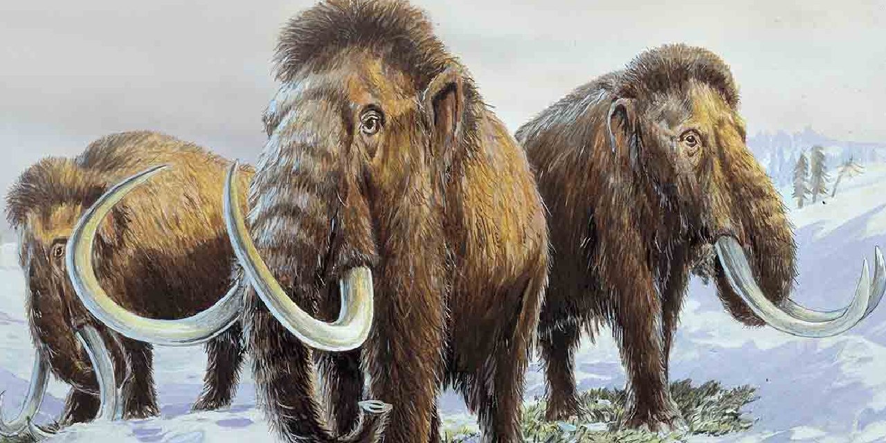 Mamut etinden köfte yemek artık mümkün gibi görüyor...  4.000 yıl önce soyu tükenen mamut etinden köfte yapıldı...