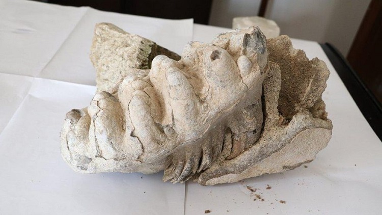 Yozgat’ta 8 milyon yıllık mamut fosili bulundu
