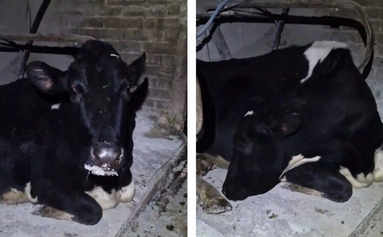 Numaracı inek Doris sosyal medyayı birbirine kattı! Sağılmamak için uyuyormuş gibi yapıyor...