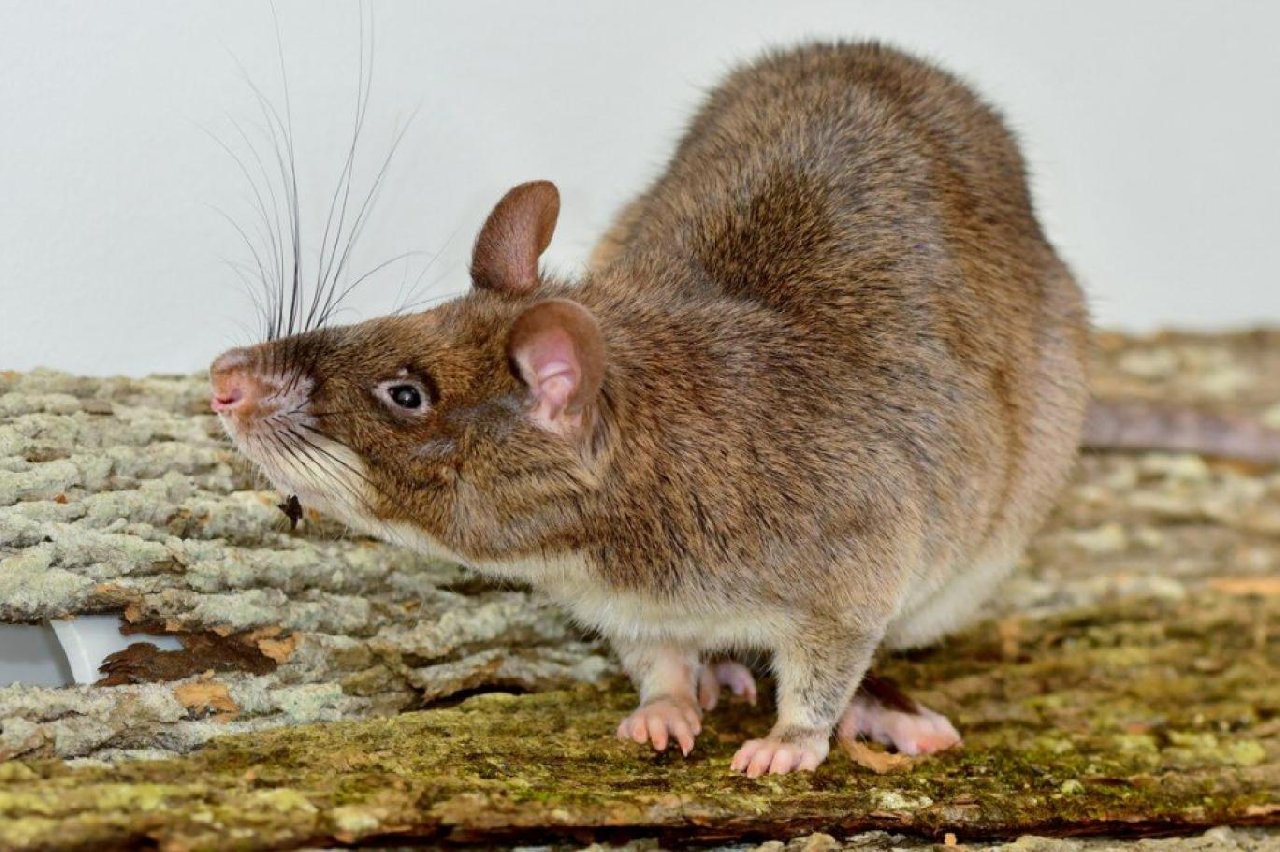 Çocuk istemeyen dev sıçanlar vajinalarını kapatıyor